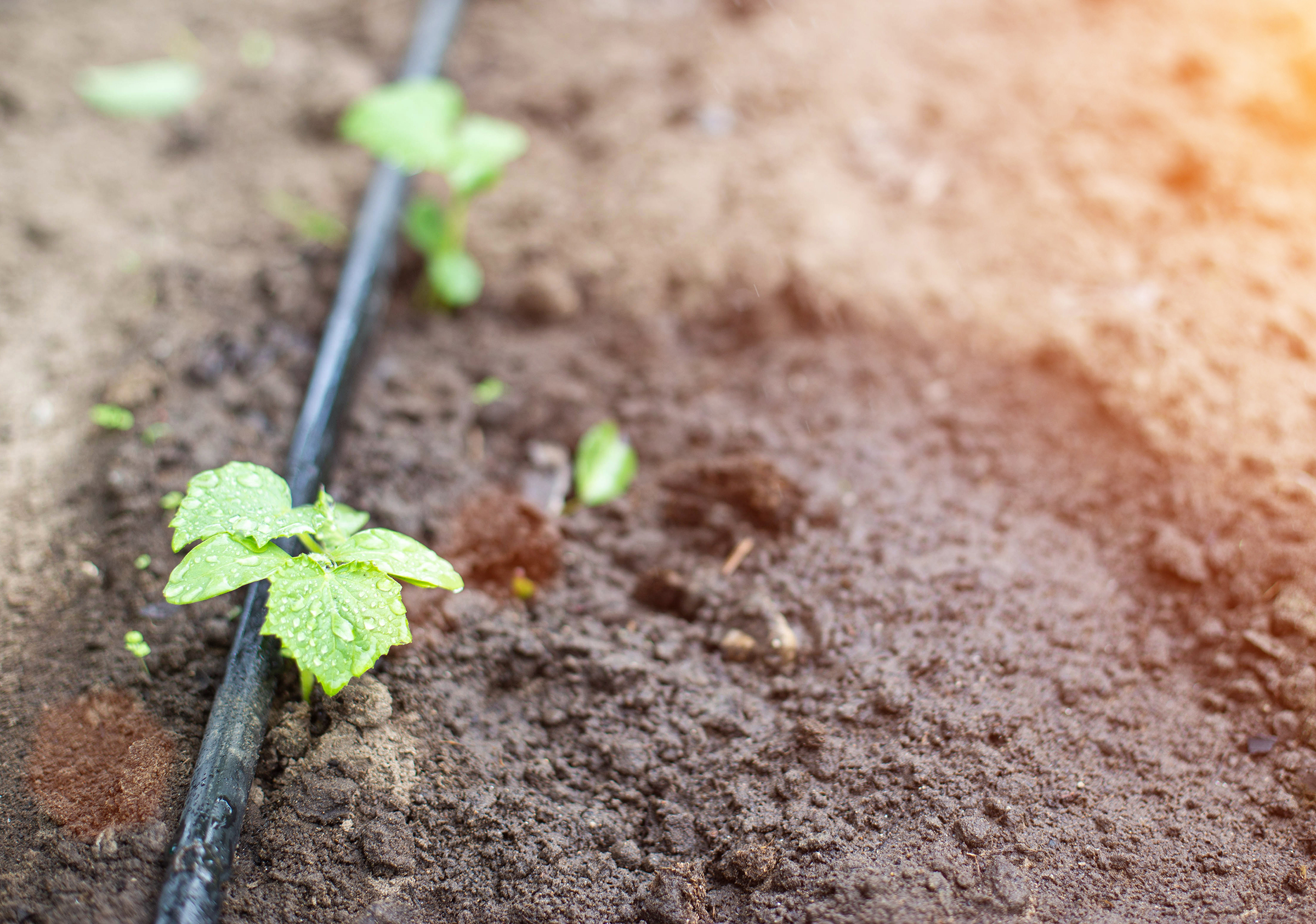 Irrigation line